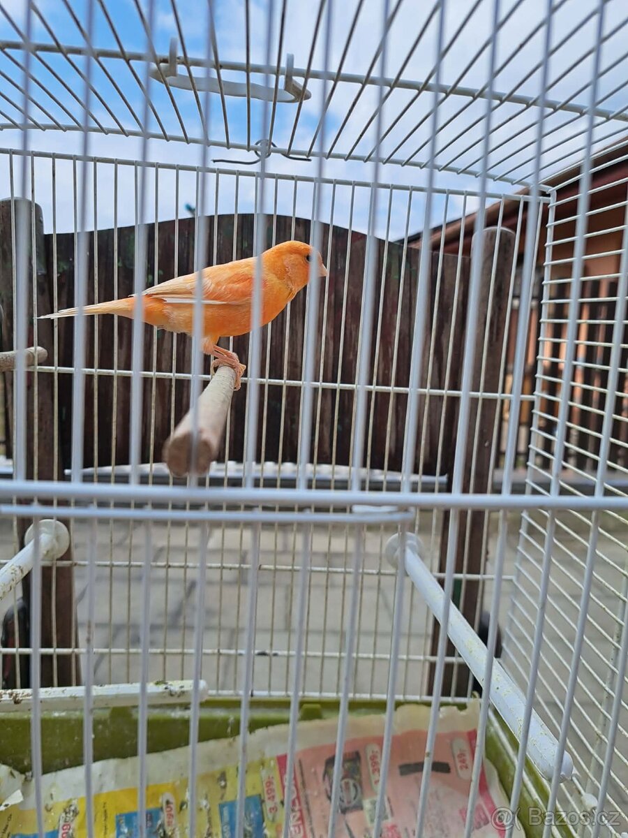Prodám kanára - 4