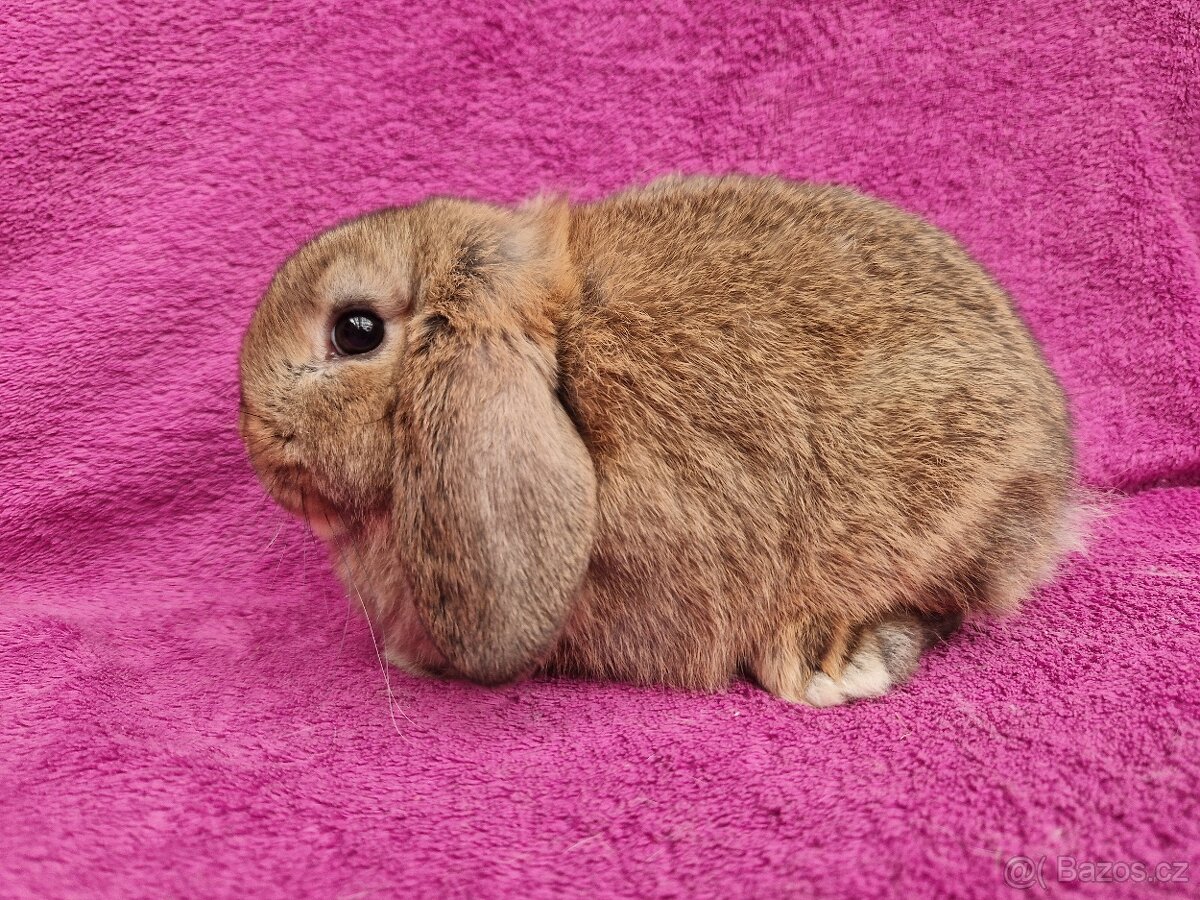 Zakrslý beránek samička - 4