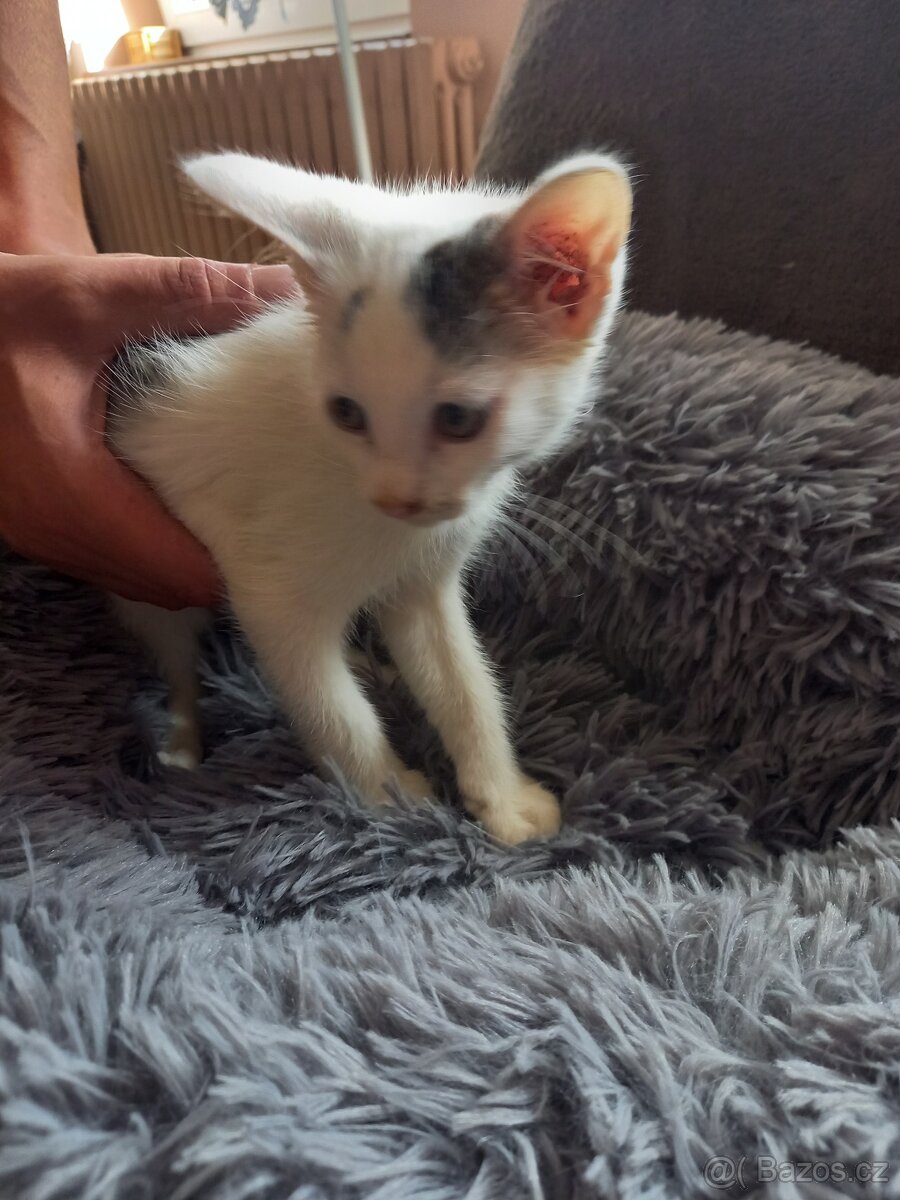 Darujeme kočičky do dobrých rukou - 4