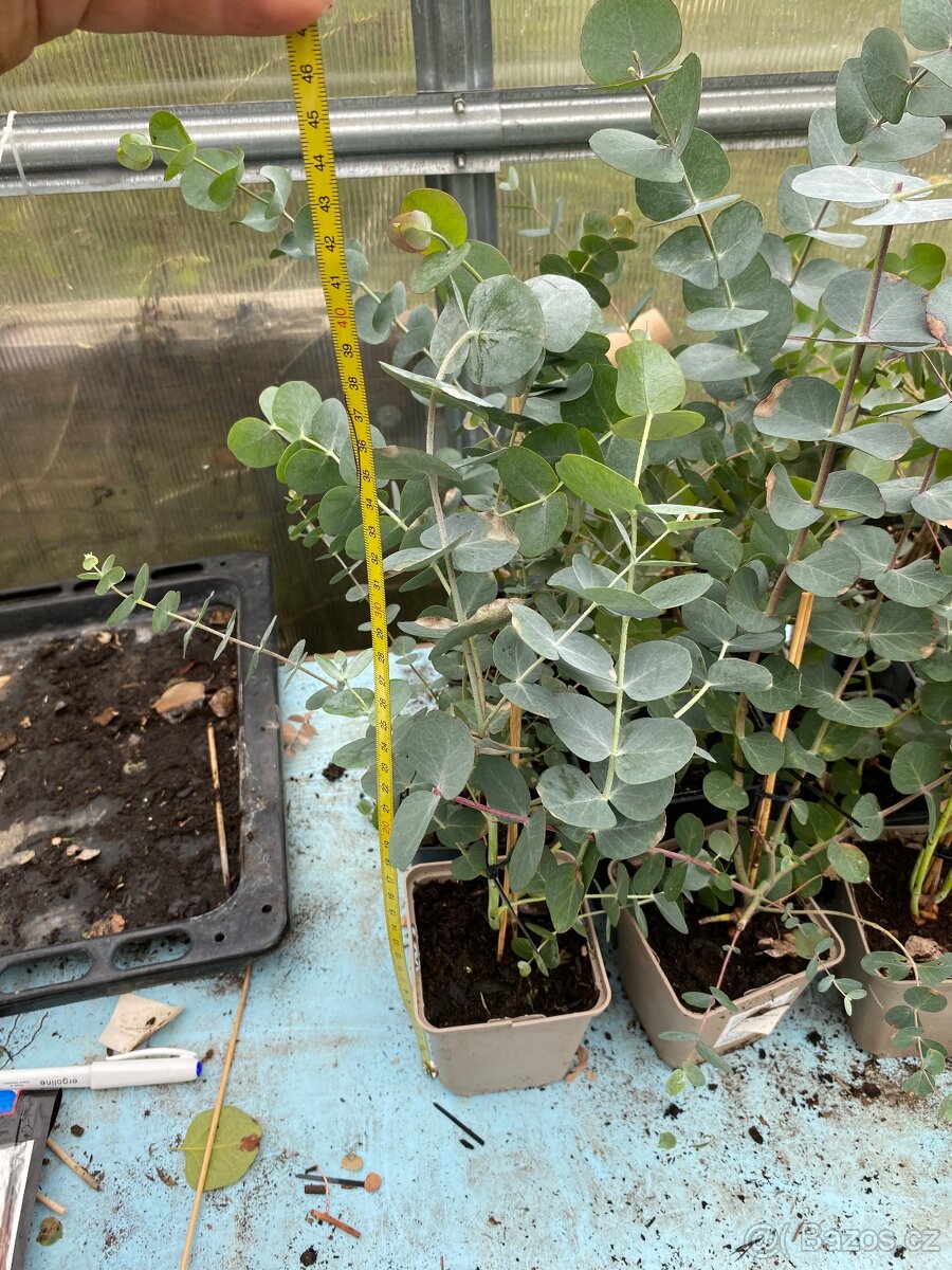 Prodej Eukalyptů - 4