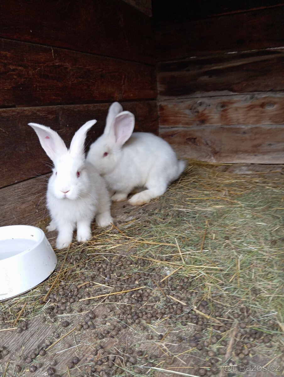 Králíky k chovu nebo na výkrm - 4