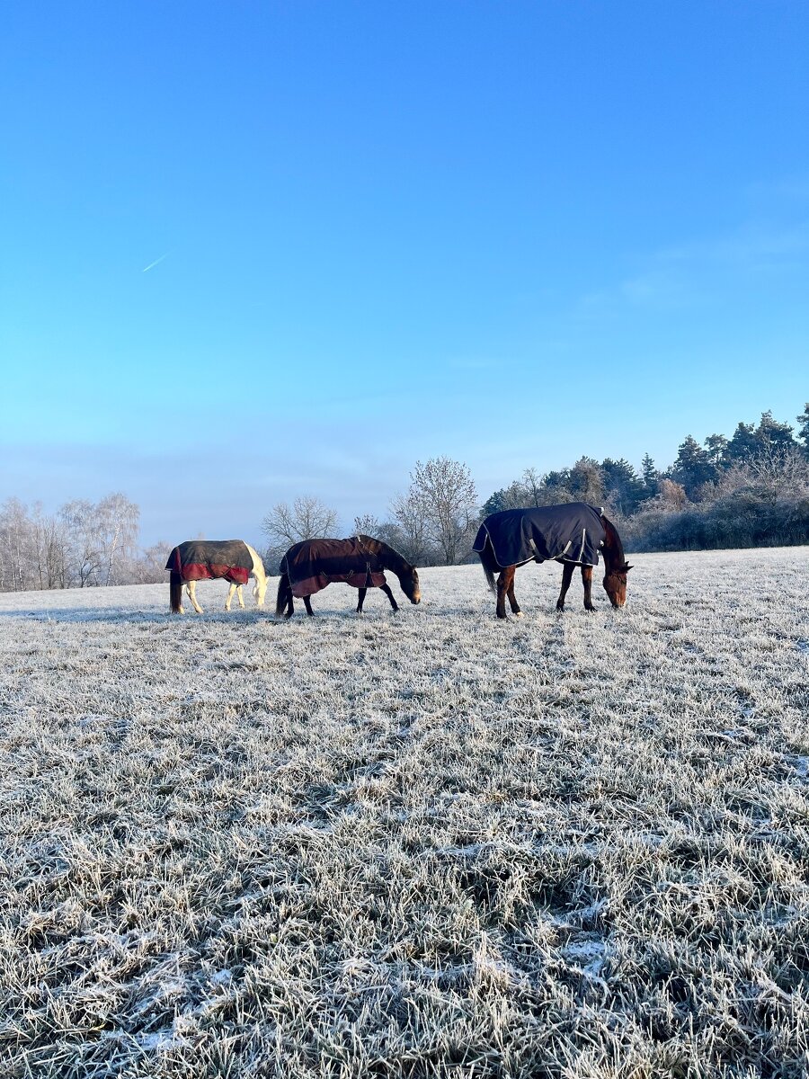 Pastevní ustájení u Štětí - 4