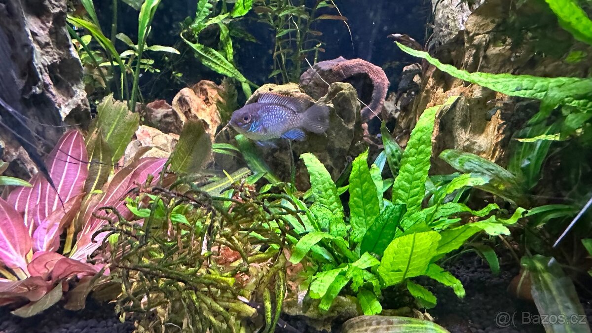 Akara blue elektrik - 4