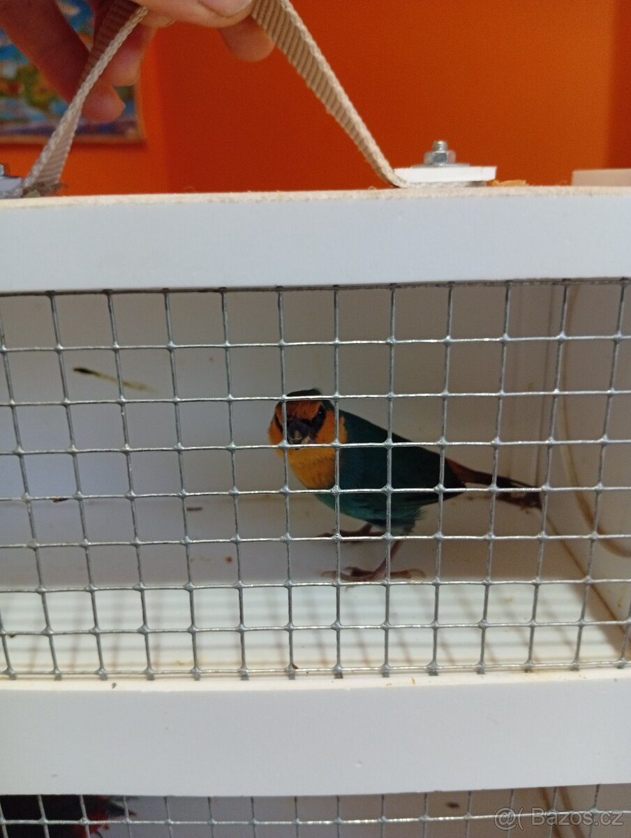 Amada papouščí červenohlavá, drobot - 4