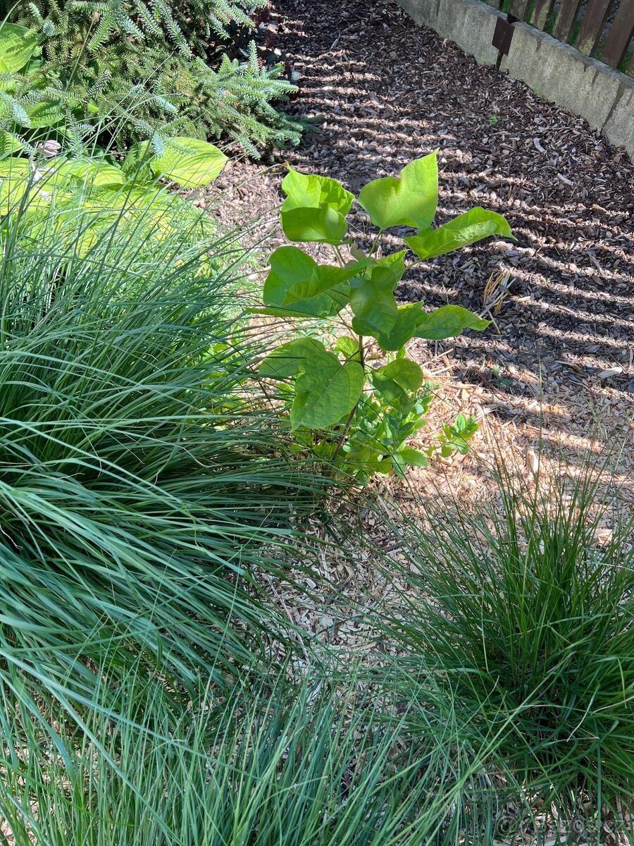 Rostlinky KATALPA královská - 4