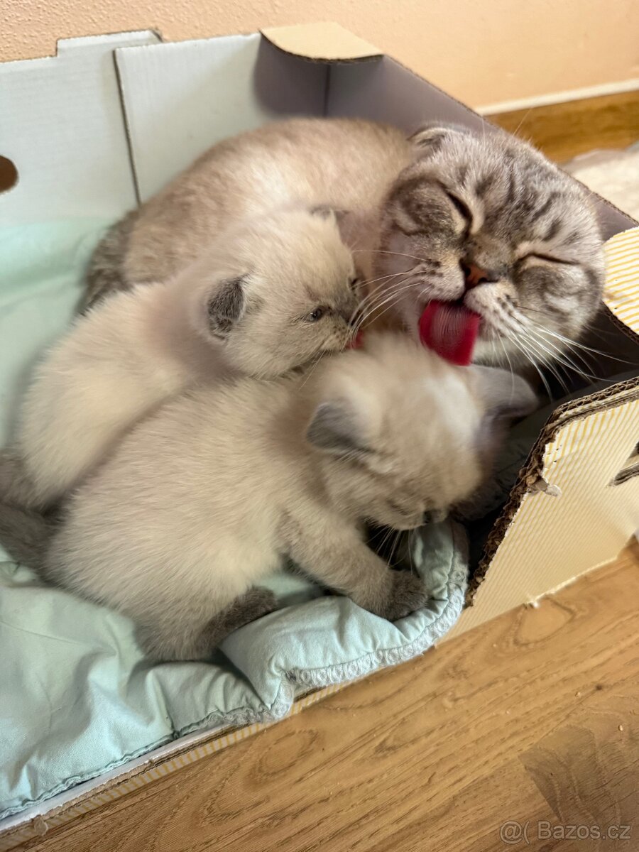 Skotské klapouchá koťata - 4