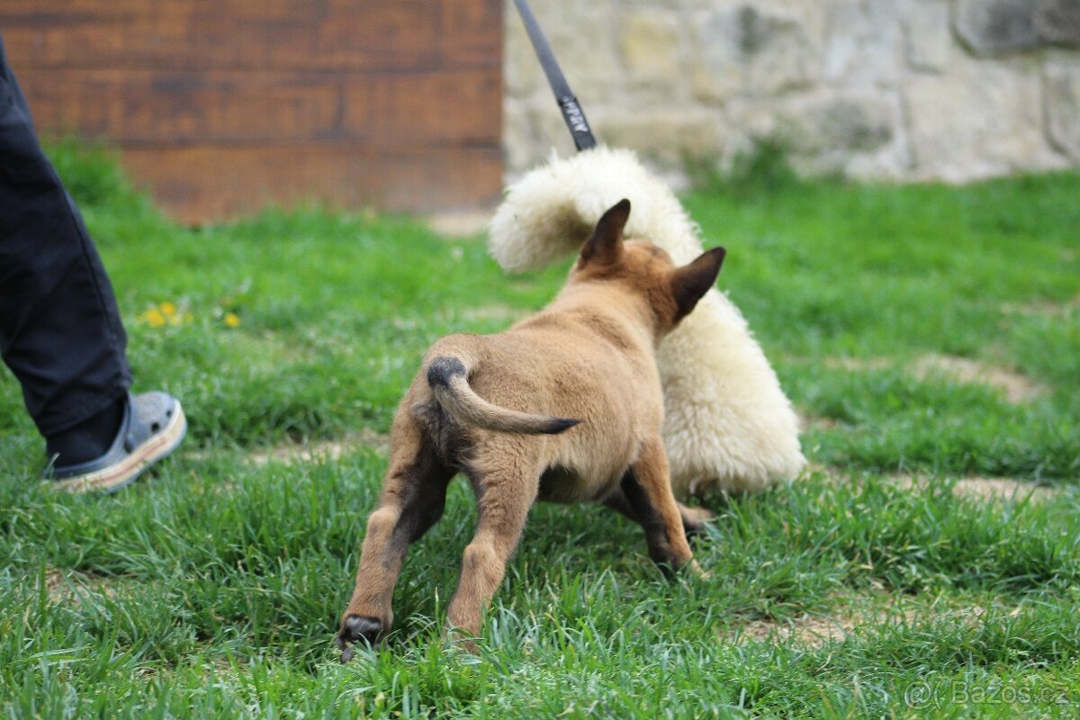 Belgický ovčák malinois s PP - 4