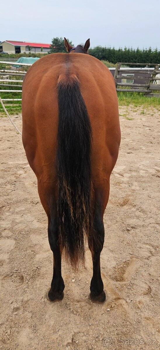 Roční hřebec Paint horse - 4