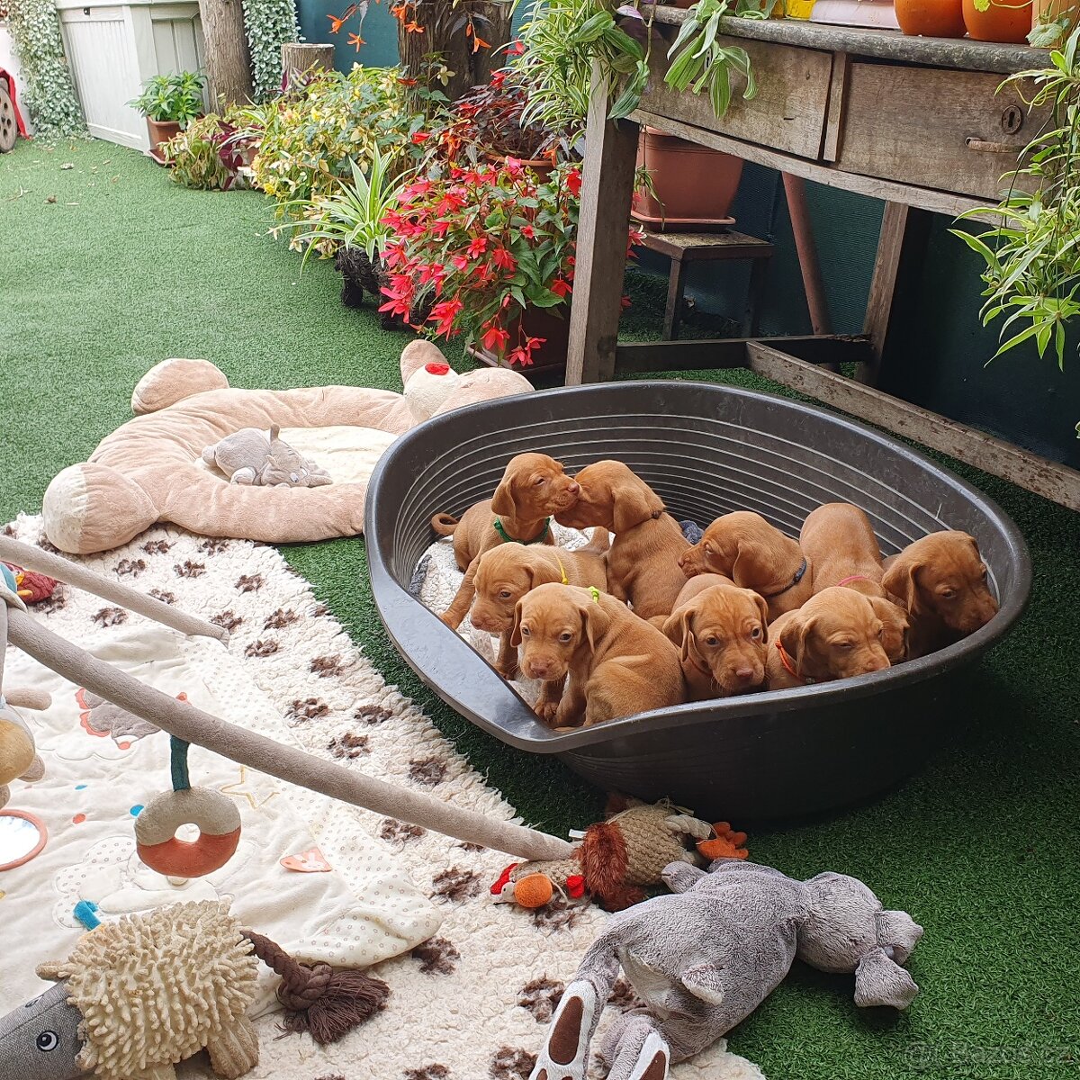 Maďarský ohař krátkosrstý s PP - 4