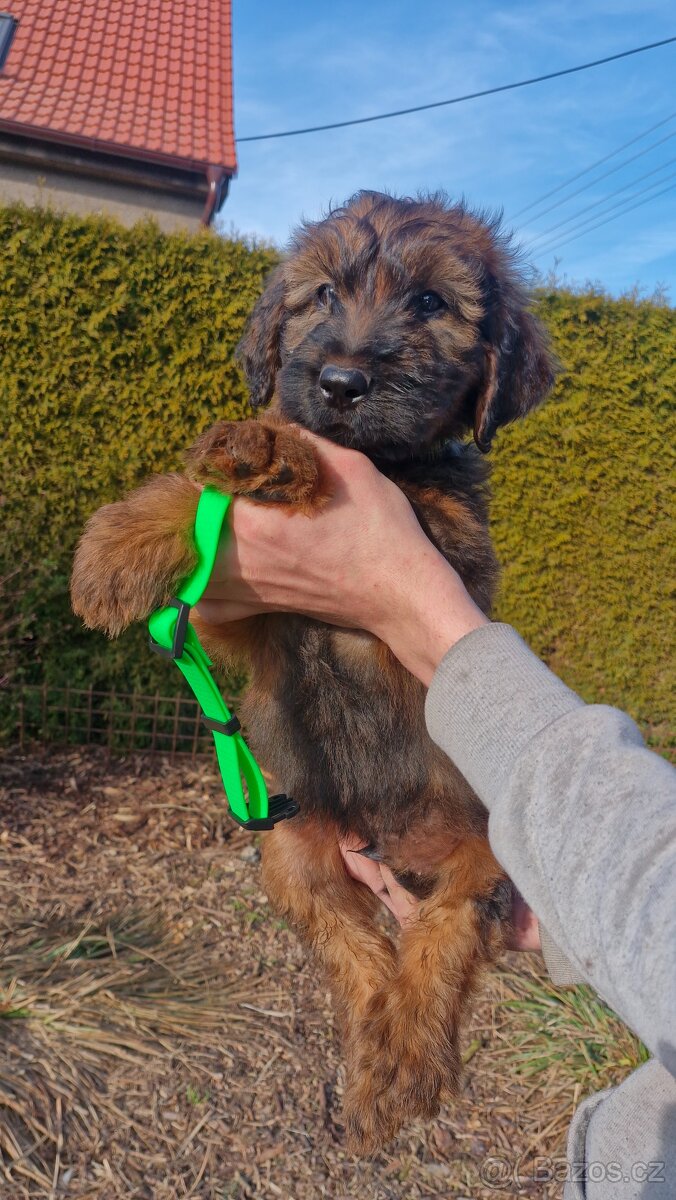 Briard štěňátka s PP - 4