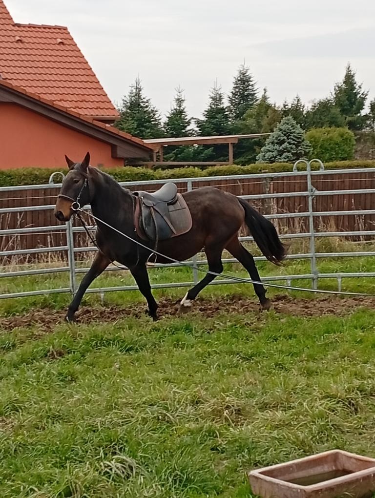 Kladrubska klisna 3,5 let - 4