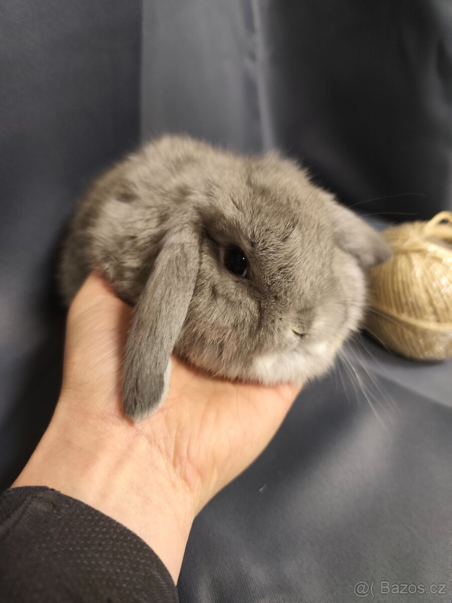 Vymazlení zakrslí králíčci - teddy, minilop, beranek, kratko - 4