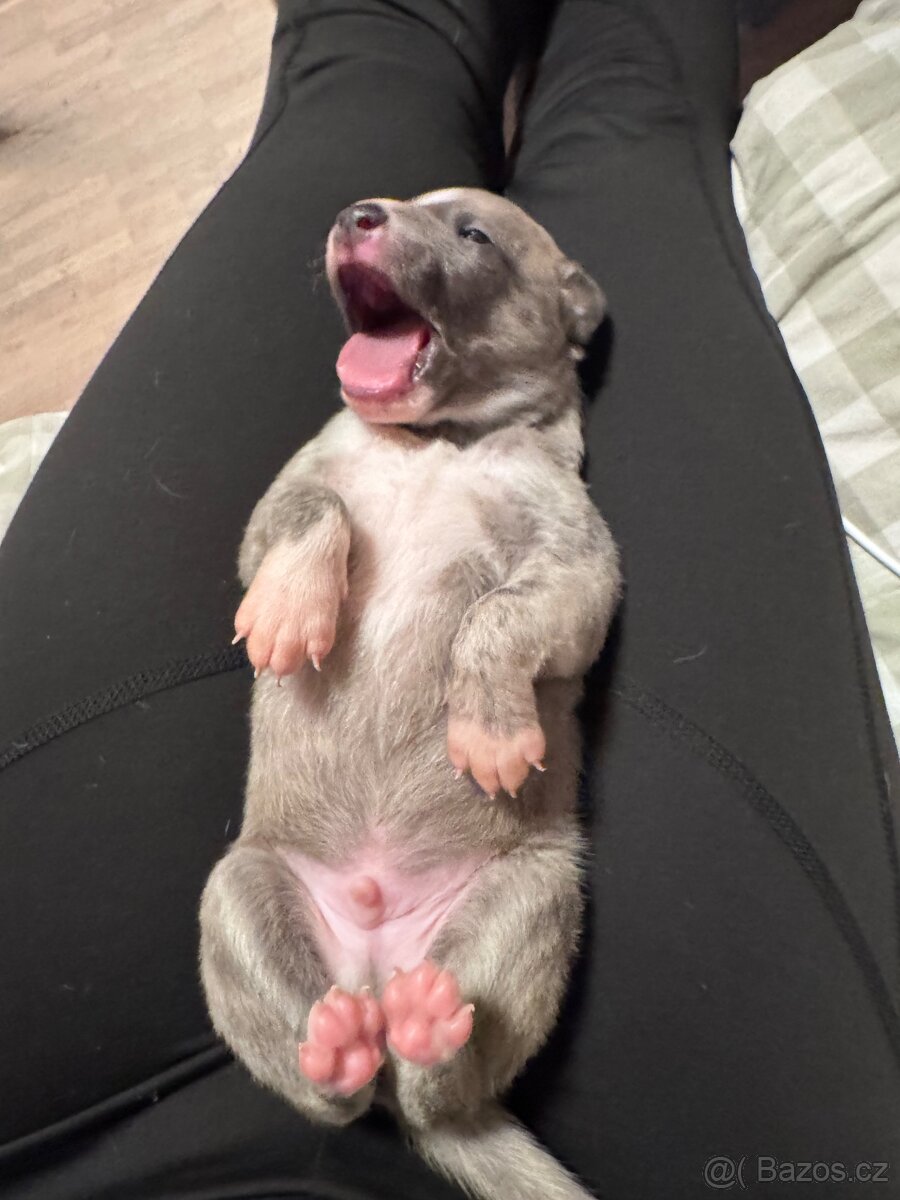 Whippet / Vipet s PP - 4