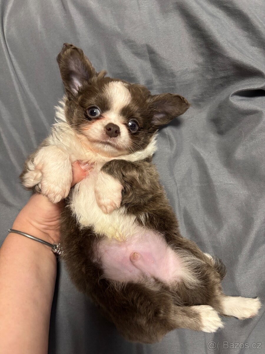 Chlapečkové čivava s PP FCI - 4