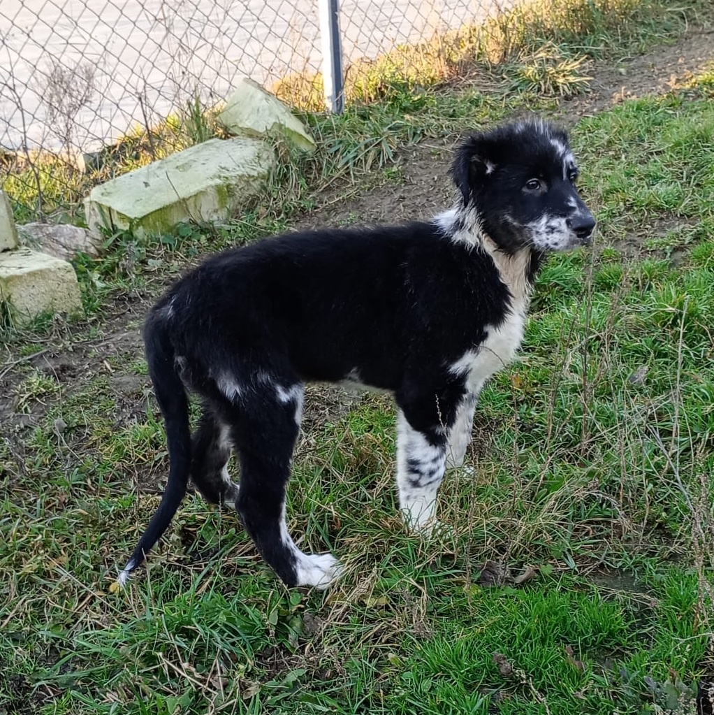 Australský ovčák bez PP - 4