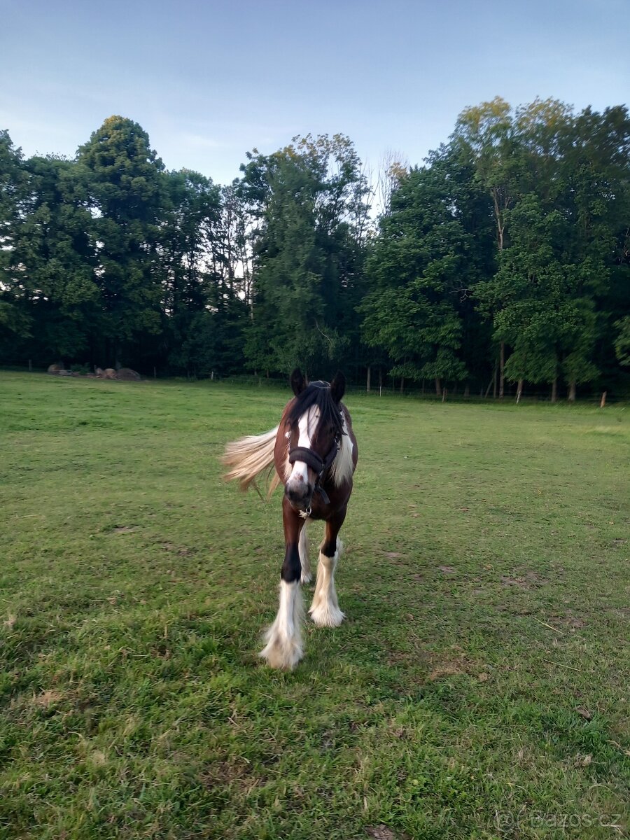 Alisa hledá domov🏡 - 4