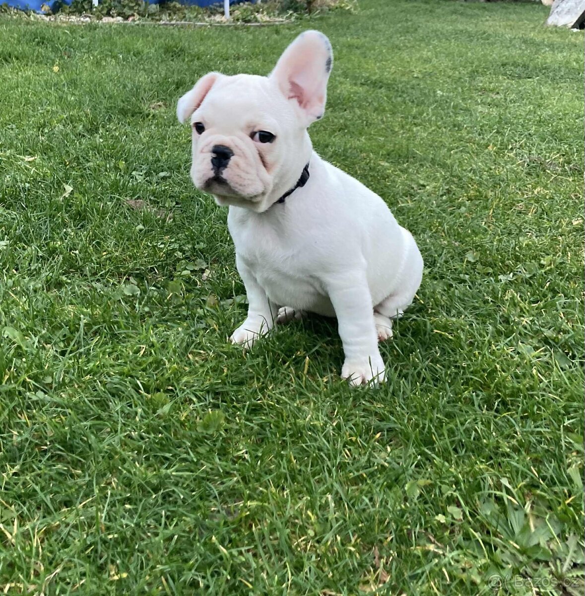 Francouzský buldoček bez PP - 4