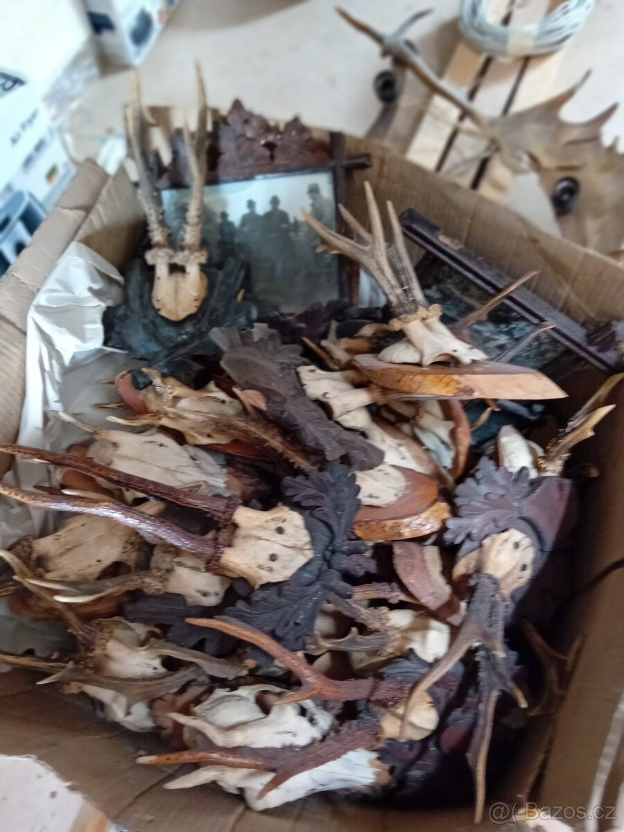 Jelení a srnčí trofeje - 4