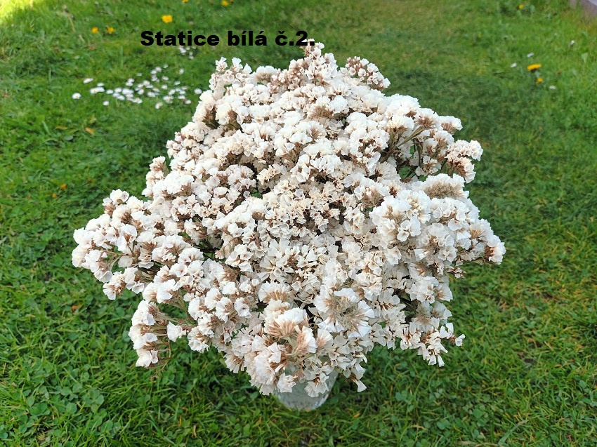 Sušené květiny - STATICE různé barvy. - 4