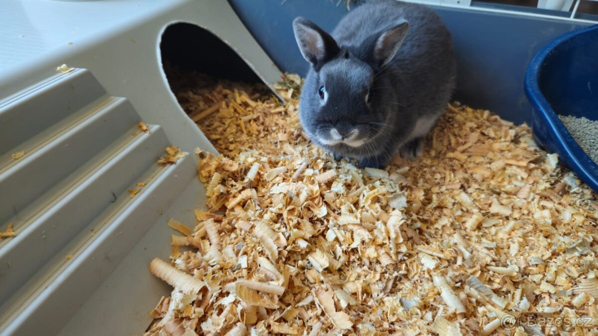 Bílopesíkatý šedý - 4