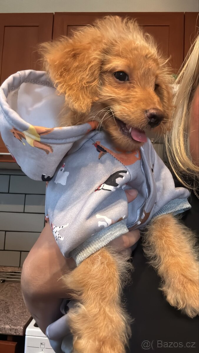 Maltipoo Fena - 4