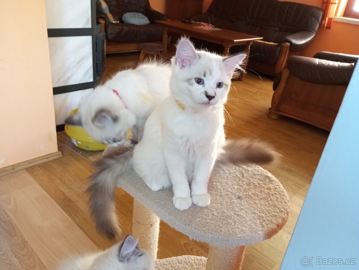 koťátka Ragdoll - 4