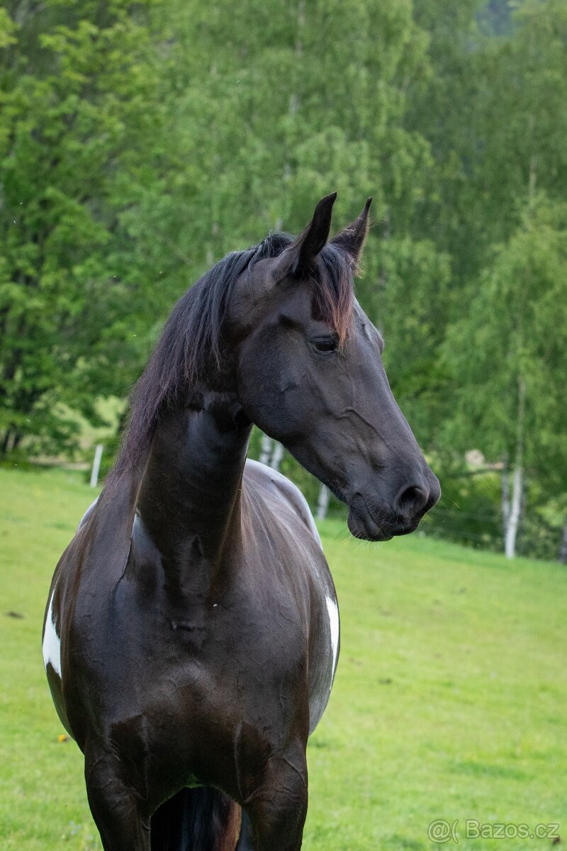 klisna Barock pinto, 5 let - 4