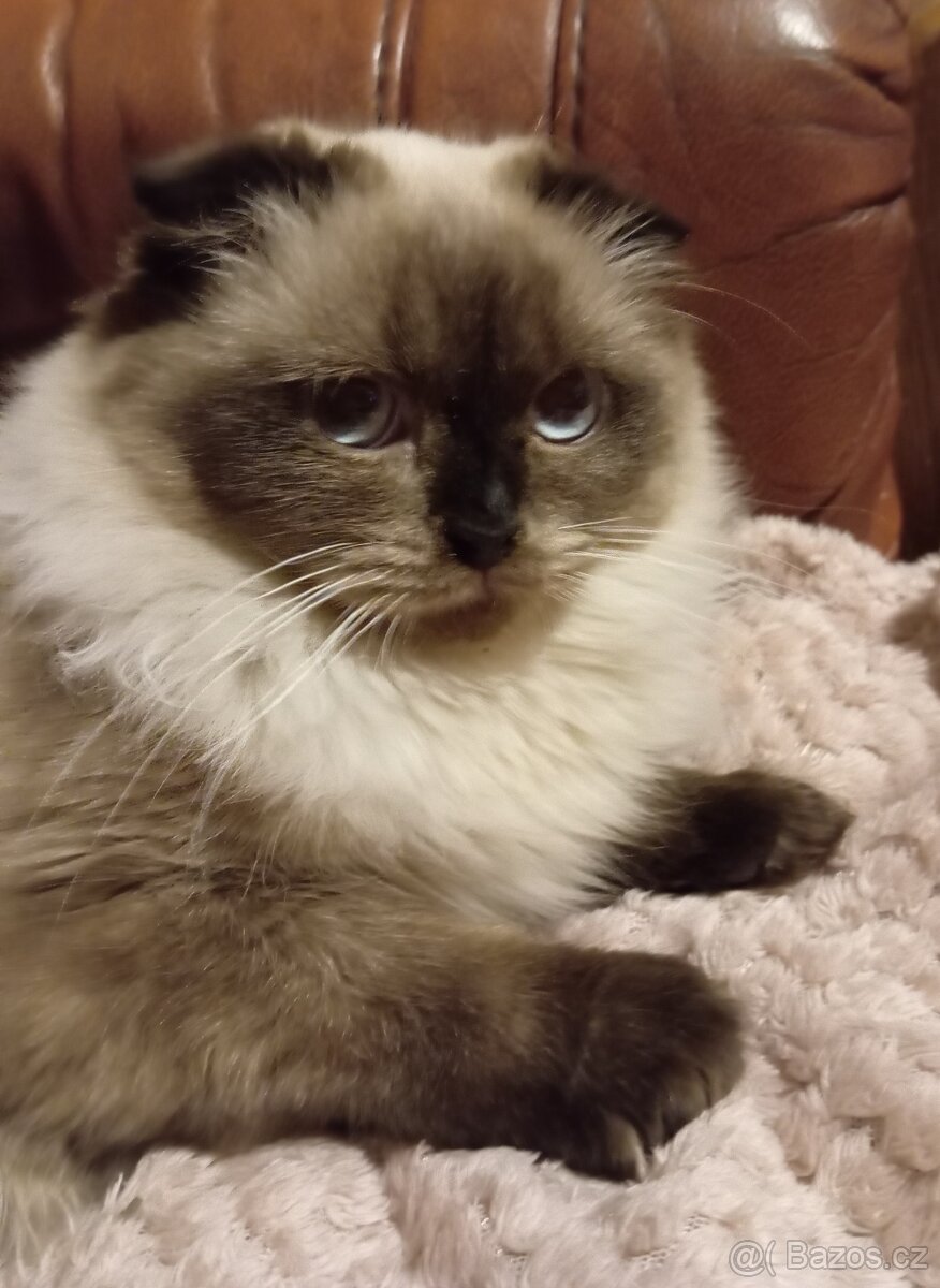 Skotská klapouchá, kotě, kočička. - 4