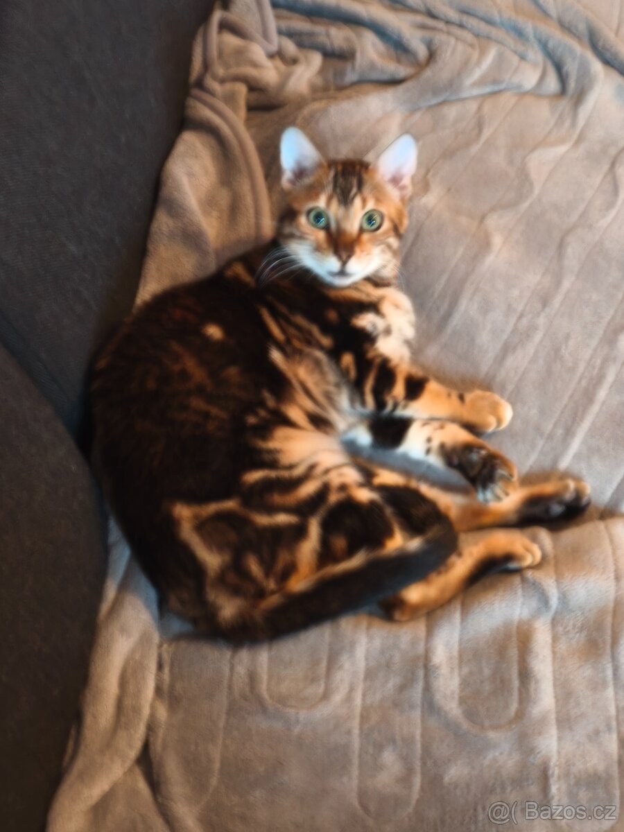 Bengálská kočka - 4