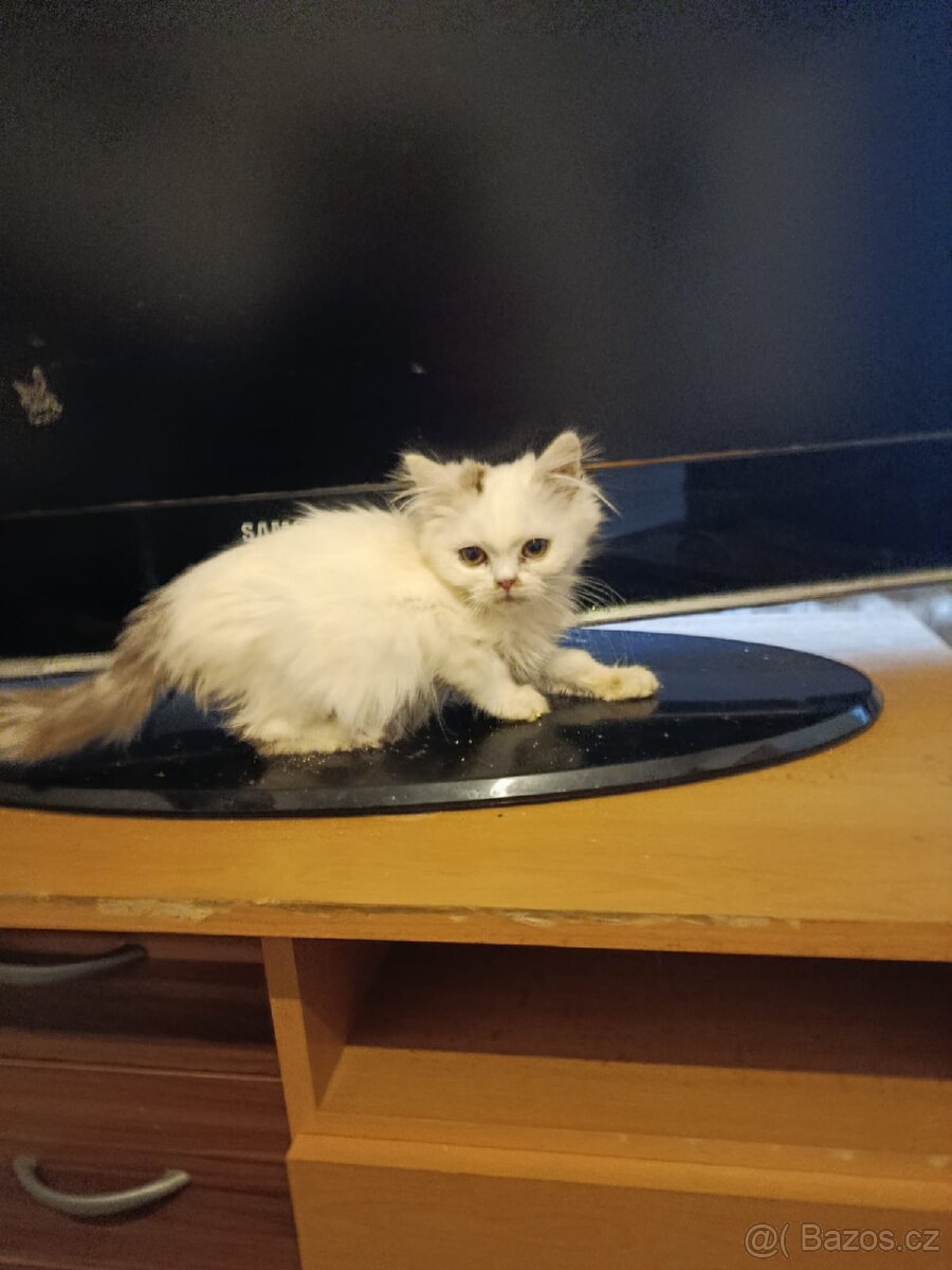 Skotská (britská) - 4