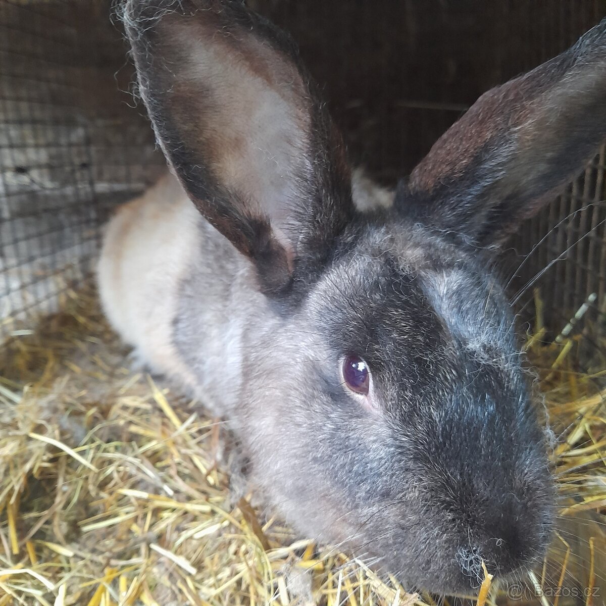 Králíci - 4