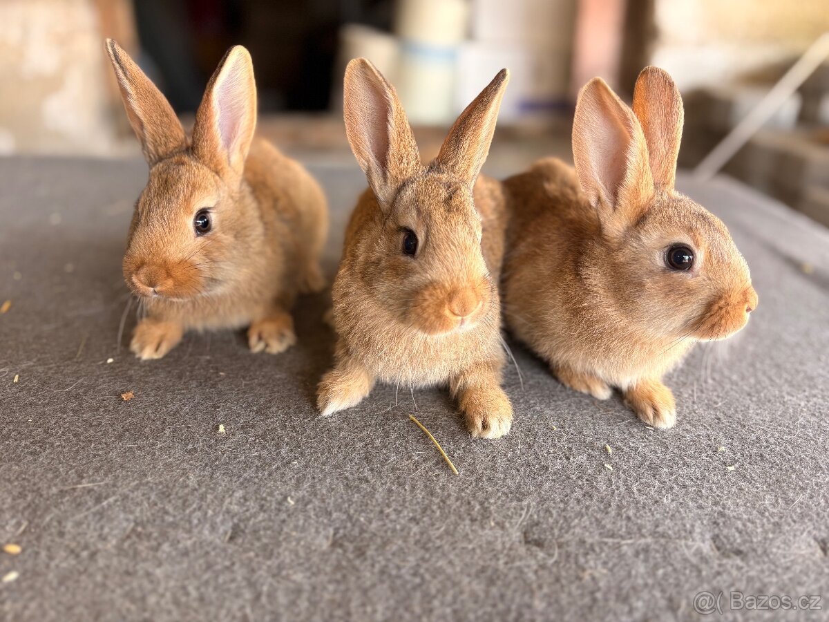 Burgundský kralik - 4