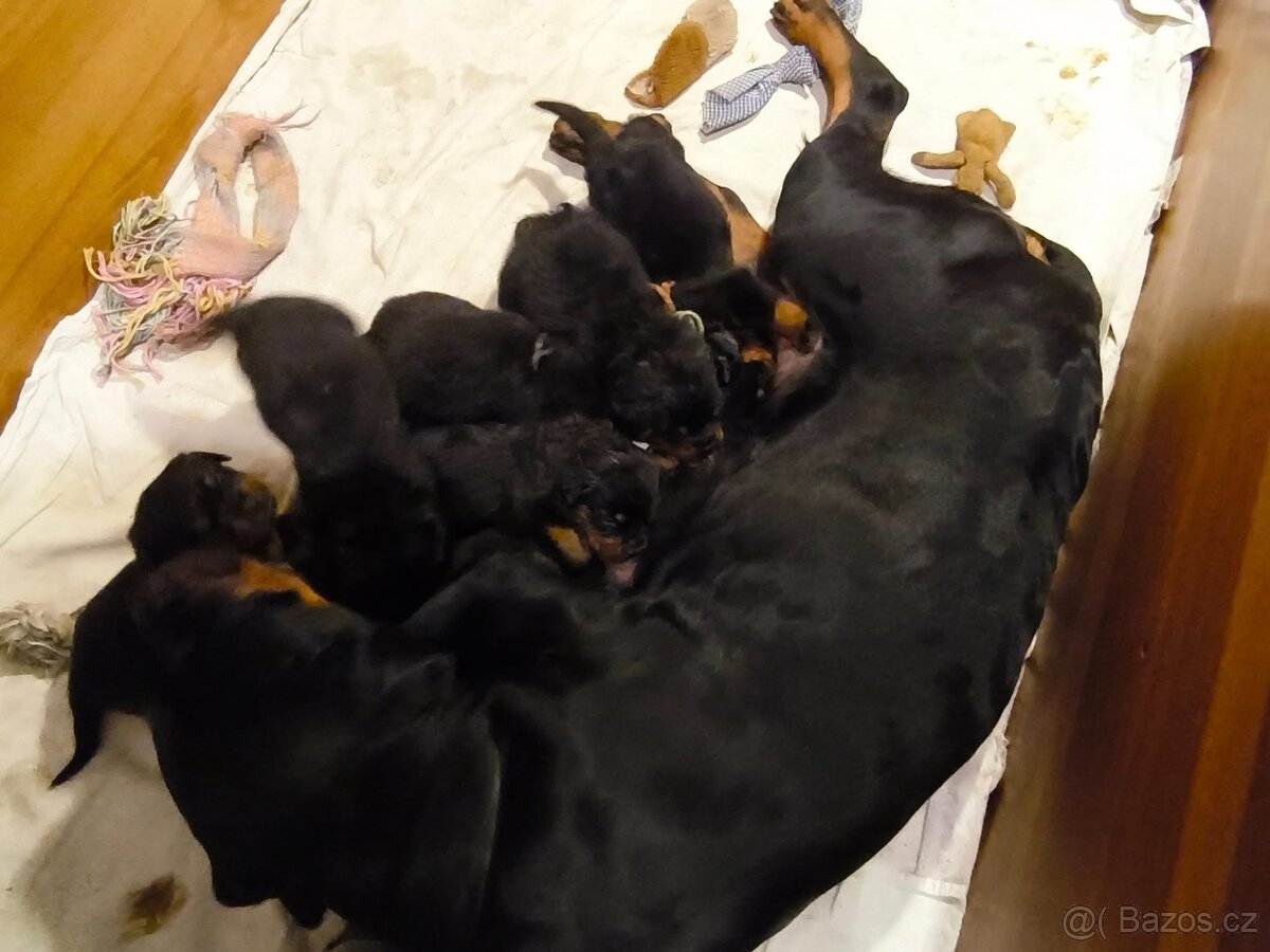 Rottweiler s PP (FCI) - 4