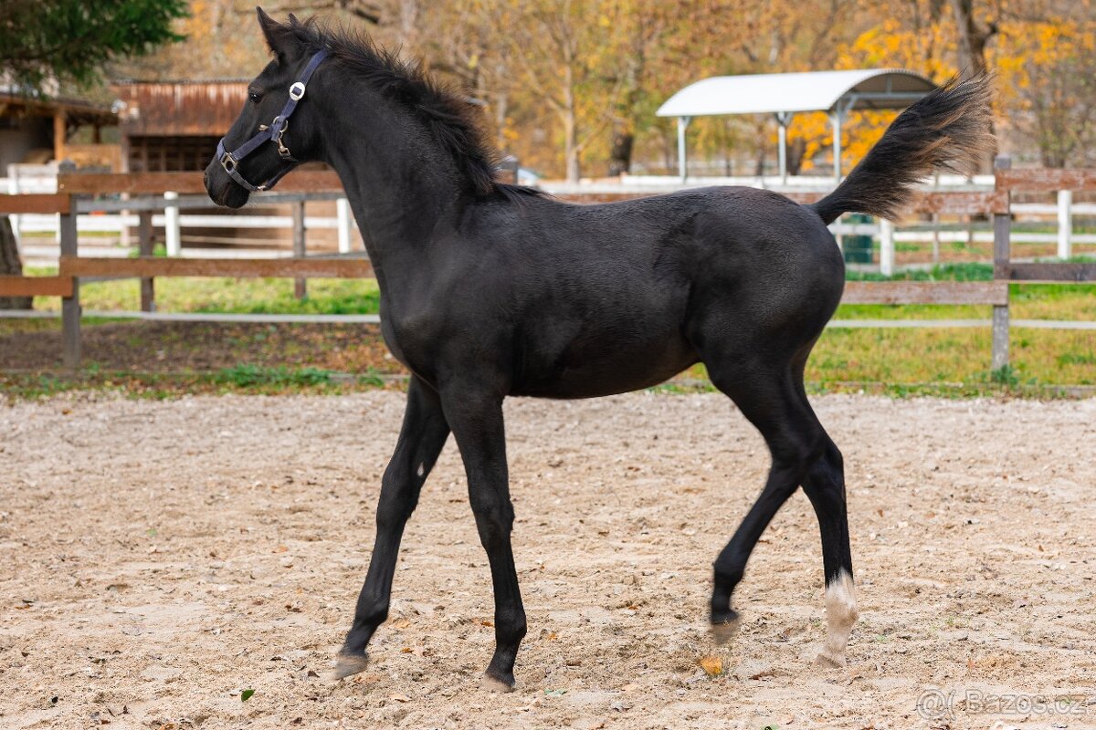 Nádherný hřebeček po Warness ZH - 4