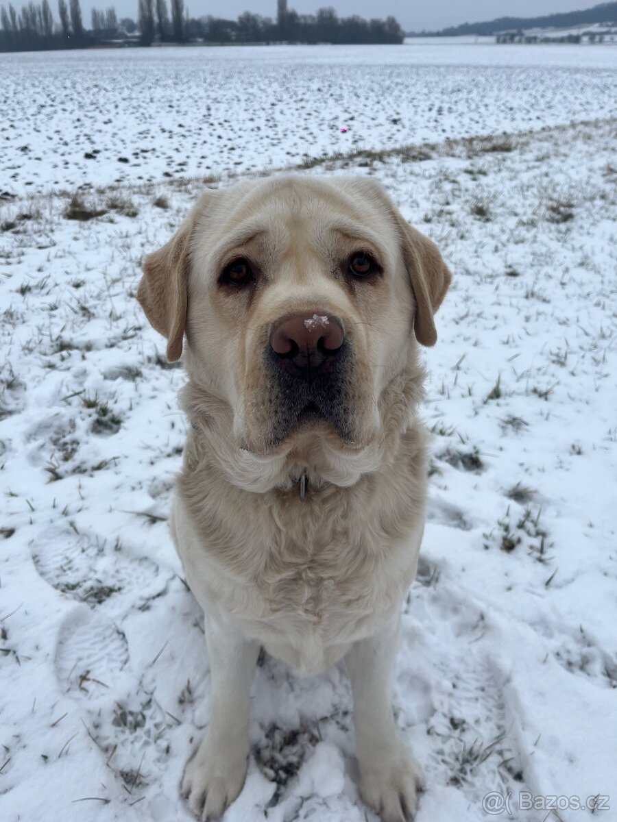 hledáme fenku pro Timmyho - 4