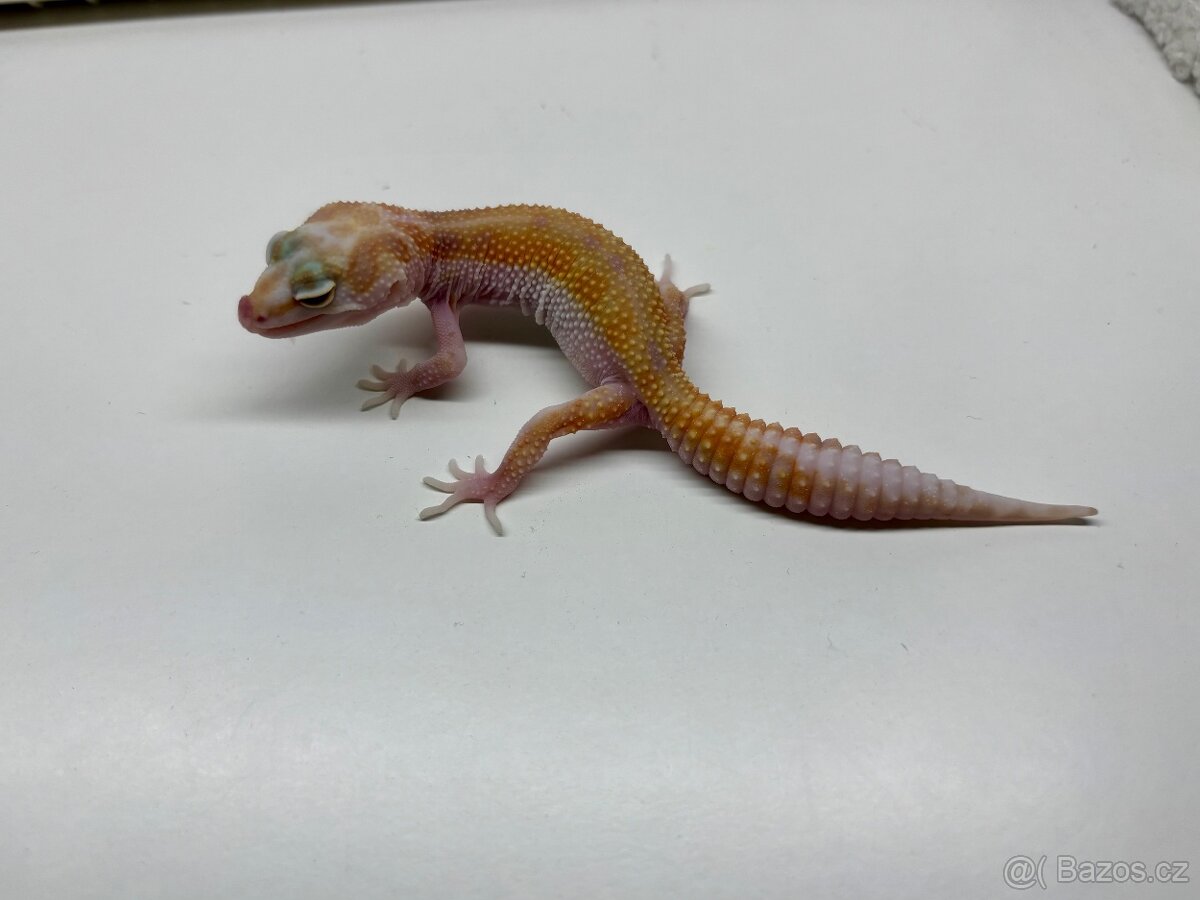 Gekončík noční 1.1 White&Yellow Fire Tangerine Raptor - 4