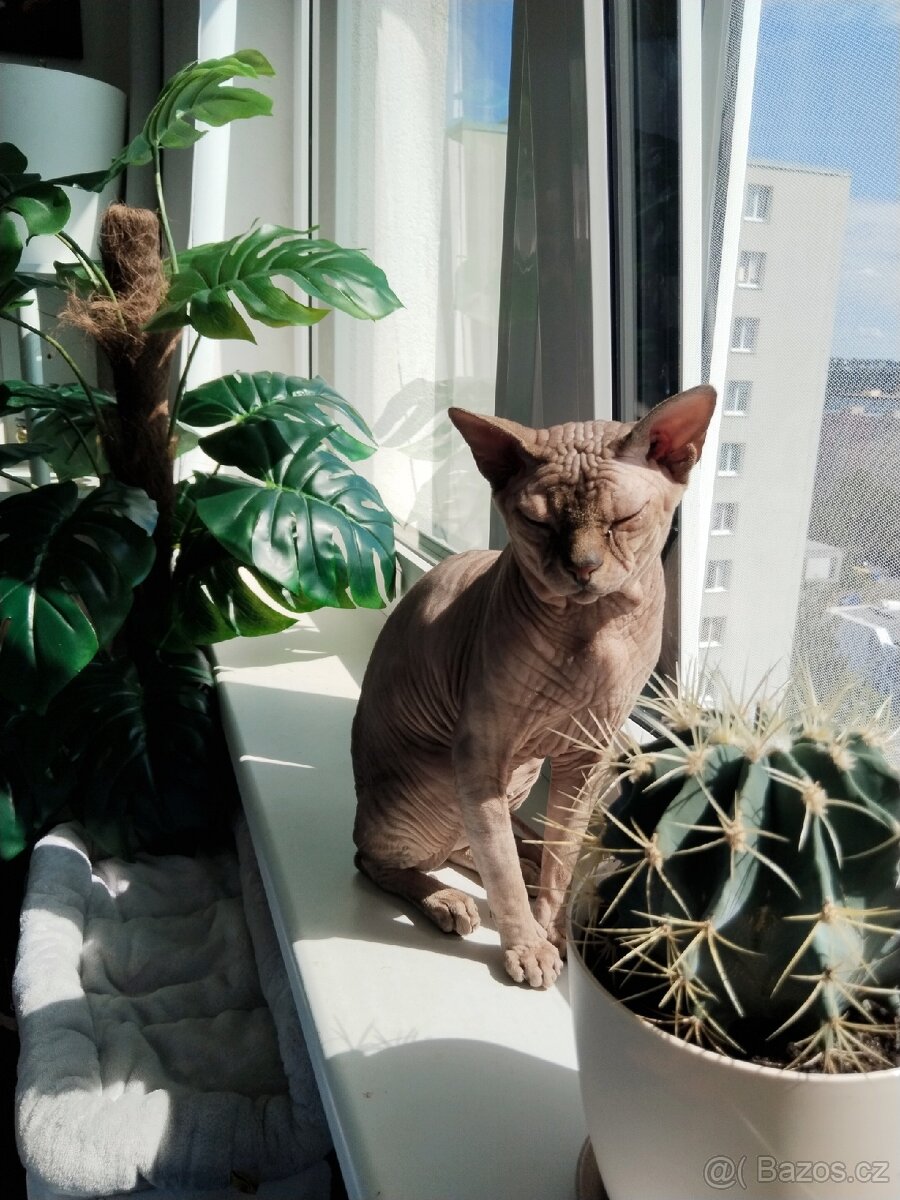 Kocour kanadský sphynx s PP ke krytí - 4