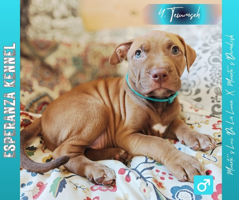 Americký pitbulterier štěňata s PP - 4