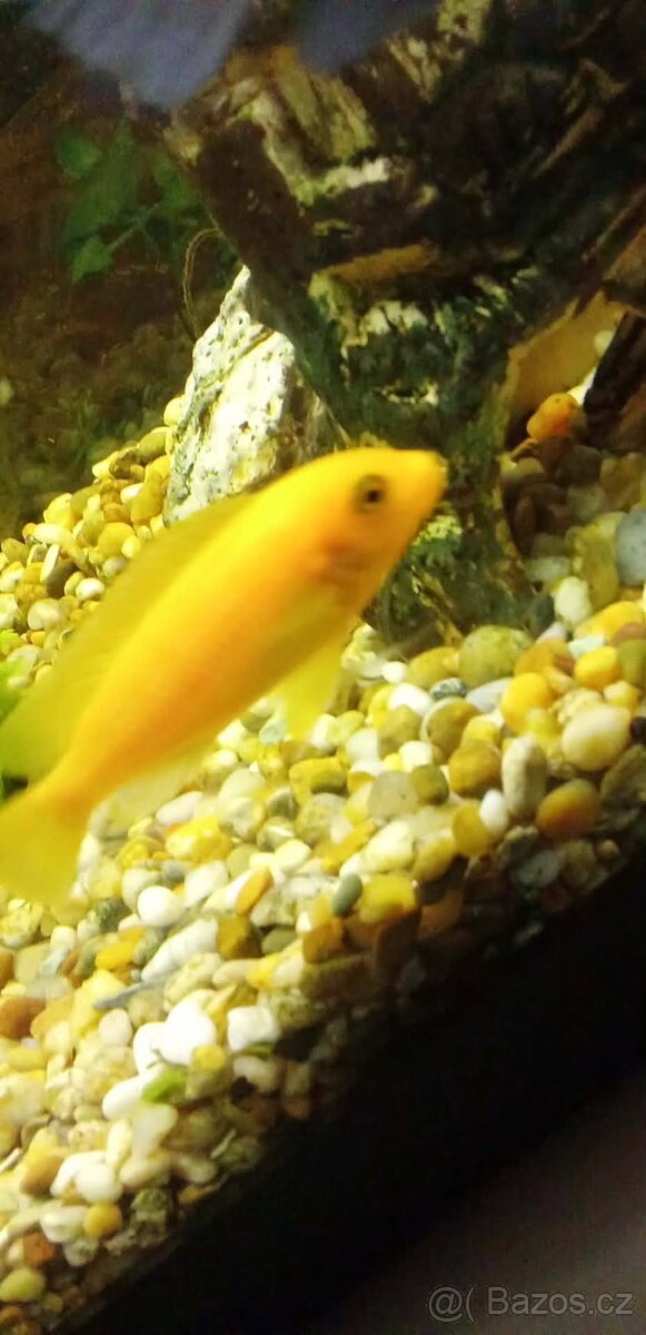 Darují nebo vyměni - 4