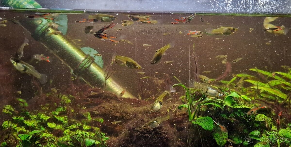 Živorodka Endlerova /Wingeova - 4