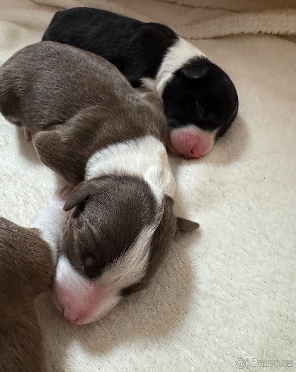 Border kolie štěně s PP - 4