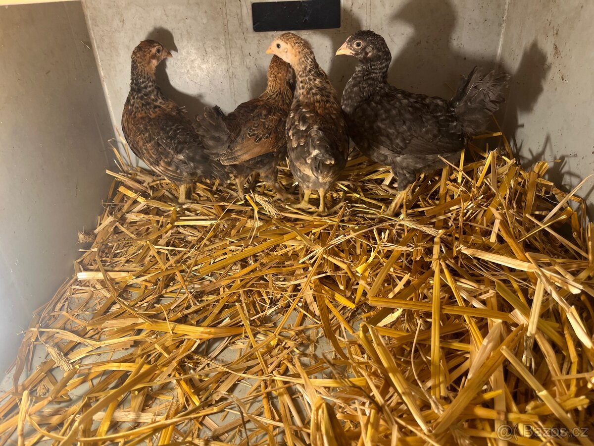 Kuřata Araukana křížená - 4