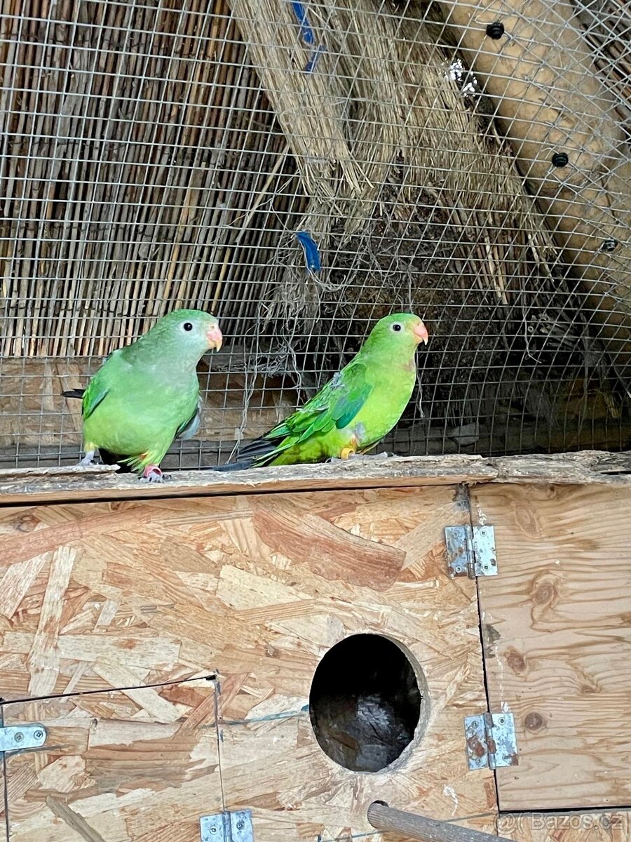 Papoušek Nádherný samice a samec - 4