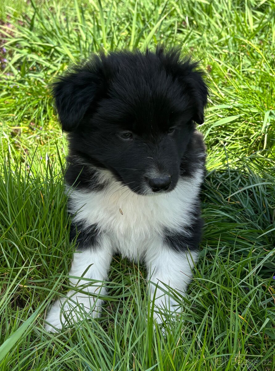 Border kolie - 4