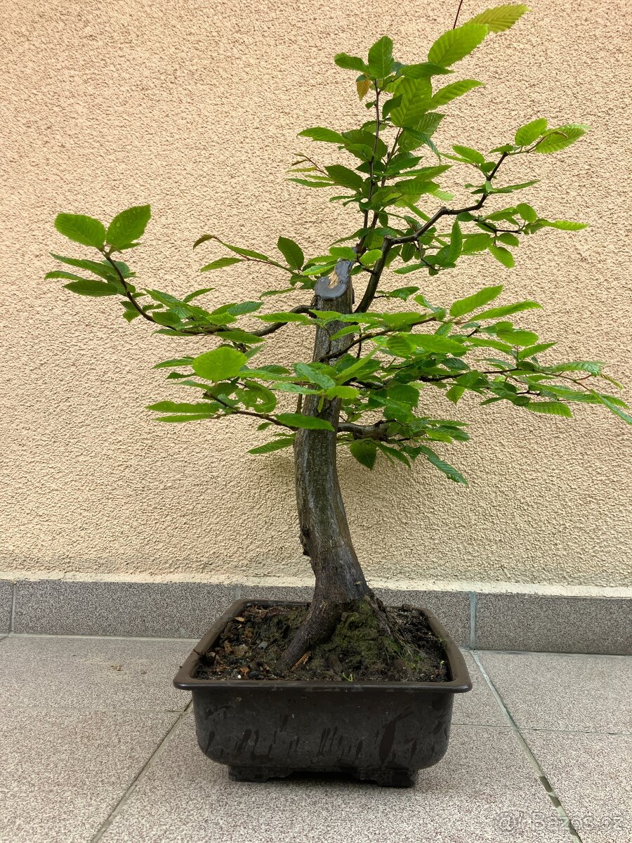 Bonsai, Bonsaj, habr obecný - 4