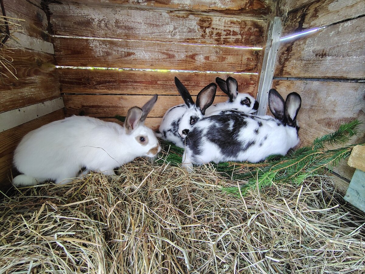 Králík - samci - 4