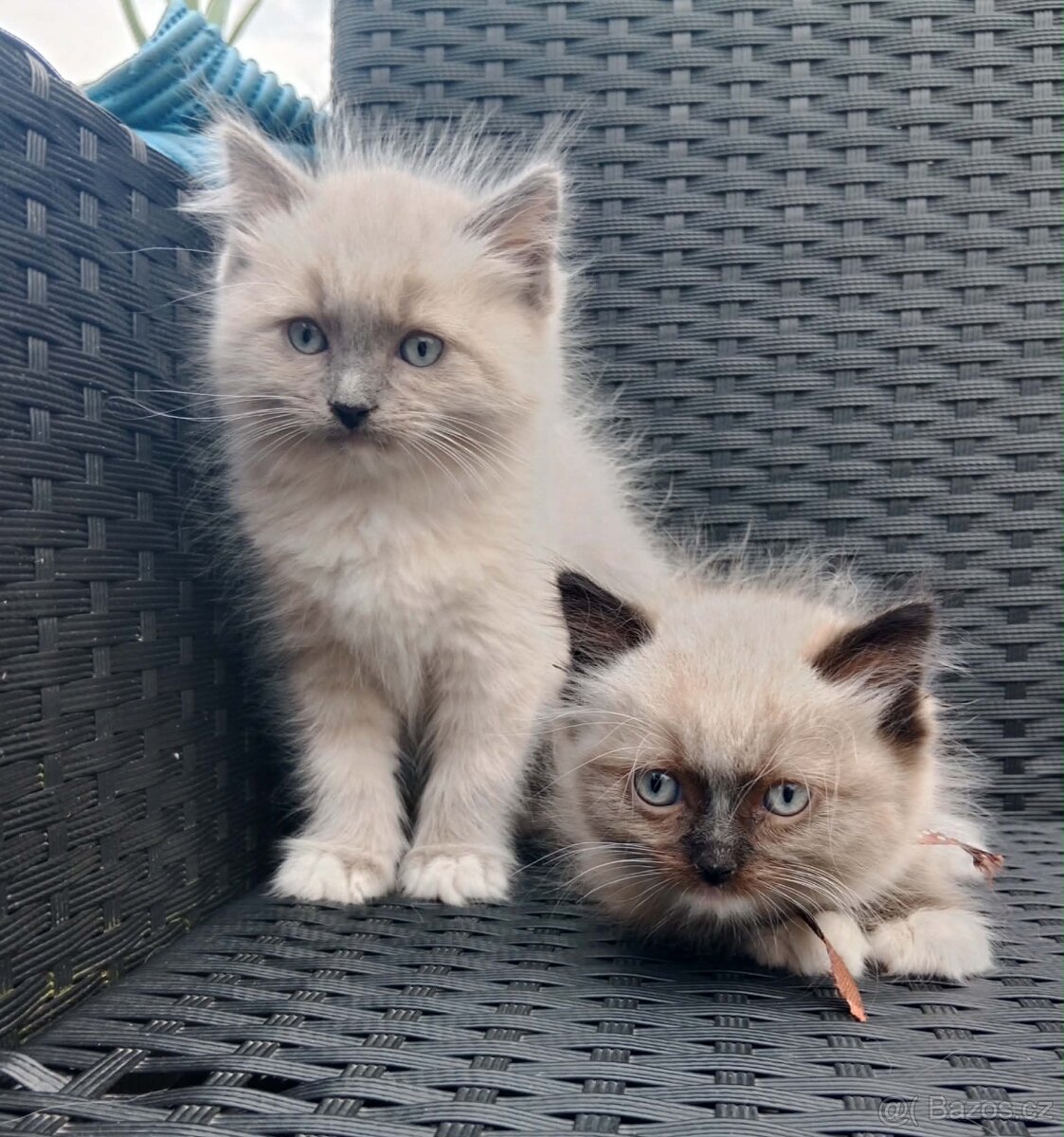 Ragdoll kocourci bez PP - 4