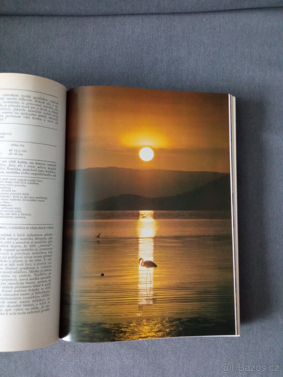 J.Vágner -Afrika - 4