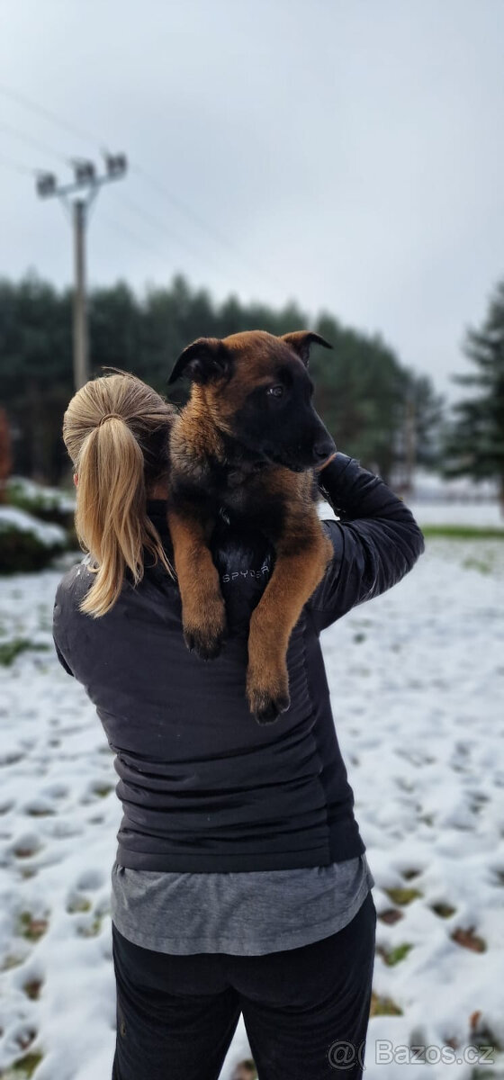 Štěně Belgického (75% podíl) a Německého ovčáka (25% podí - 4