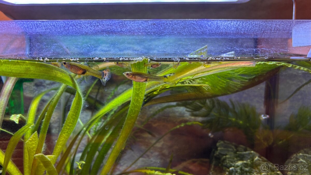 Živorodky, endlerky mix - 4